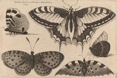 Cinque farfalle da Wenceslaus Hollar