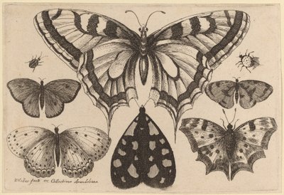 Cinque Farfalle, una Falena, un Coleottero e un Ragno da Wenceslaus Hollar