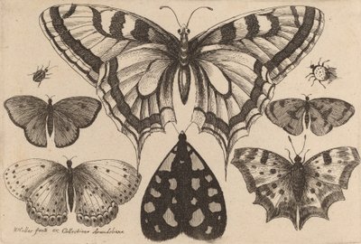 Cinque Farfalle, una Falena e Due Coleotteri, 1646 da Wenceslaus Hollar