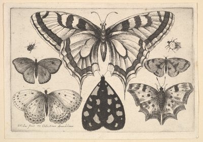Cinque Farfalle, una Falena e Due Coleotteri, 1646 da Wenceslaus Hollar