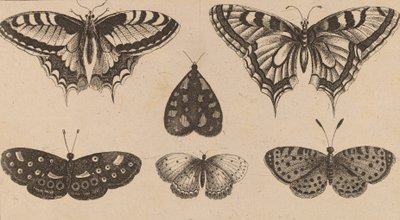 Cinque farfalle e una falena da Wenceslaus Hollar