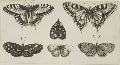 Cinque farfalle e una falena da Wenceslaus Hollar