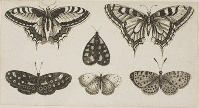 Cinque farfalle e una falena da Wenceslaus Hollar