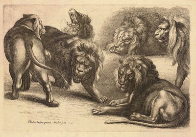 Cinque leoni e una leonessa, dopo Rubens da Wenceslaus Hollar