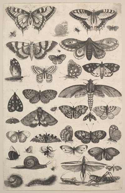 Quarantuno Insetti, tra cui falene e farfalle da Wenceslaus Hollar