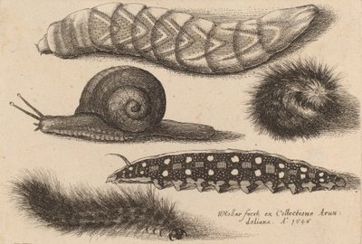 Quattro Bruchi e una Lumaca, 1646 da Wenceslaus Hollar