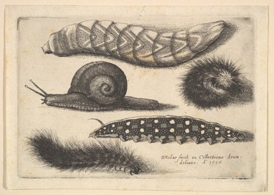 Quattro bruchi e una lumaca da Wenceslaus Hollar