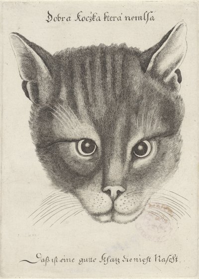 Testa di un gatto da Wenceslaus Hollar