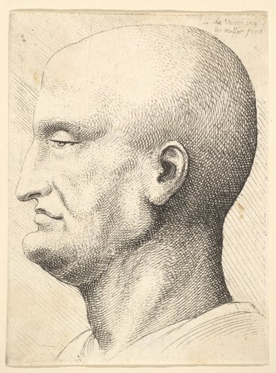 Testa di un uomo calvo di profilo a sinistra, 1644-52 da Wenceslaus Hollar