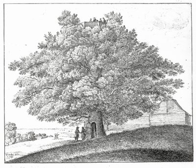 Albero cavo a Hampstead, 1663 da Wenceslaus Hollar