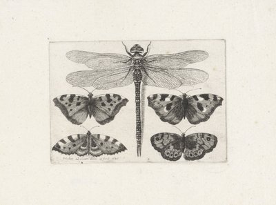 Libellula e quattro farfalle da Wenceslaus Hollar