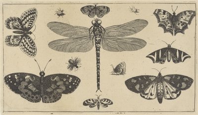 Libellula, coccinelle e farfalle da Wenceslaus Hollar