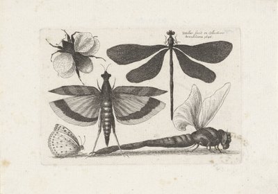 Libellule, farfalla e un bombo da Wenceslaus Hollar