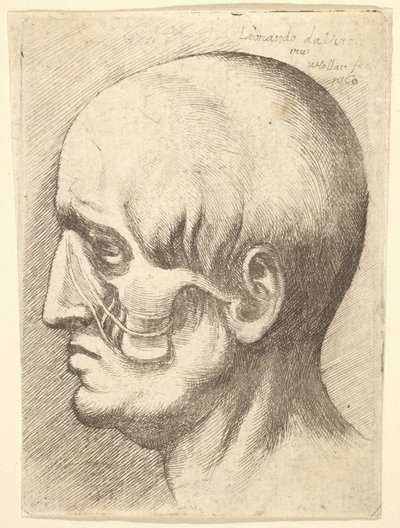 Testa maschile di profilo a sinistra con muscoli esposti da Wenceslaus Hollar