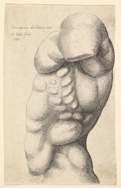 Torso maschile dal collo all