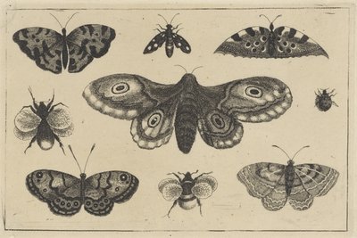Falena, quattro farfalle, due bombi e altri due insetti da Wenceslaus Hollar