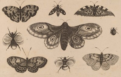 Falena, farfalle e api da Wenceslaus Hollar