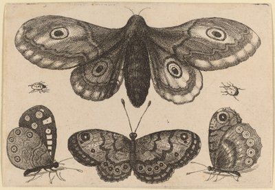Falena, Tre Farfalle e Due Coleotteri da Wenceslaus Hollar