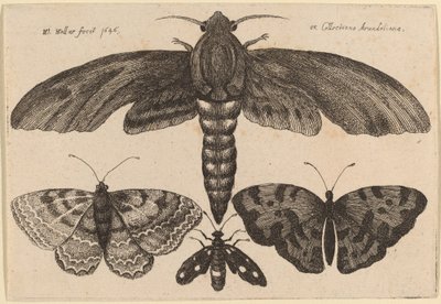 Falena e Tre Farfalle da Wenceslaus Hollar