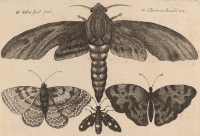 Falena e tre farfalle, 1646 da Wenceslaus Hollar