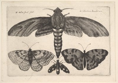Falena e tre farfalle da Wenceslaus Hollar