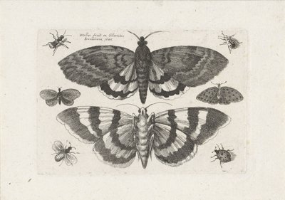 Falene e piccoli insetti da Wenceslaus Hollar