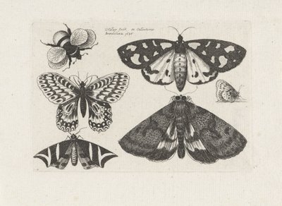 Falene, farfalle e un bombo da Wenceslaus Hollar