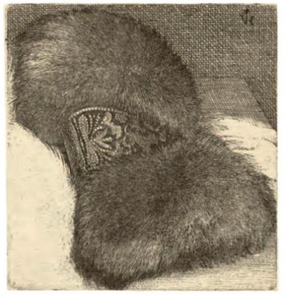 Manicotto con Banda di Broccato da Wenceslaus Hollar
