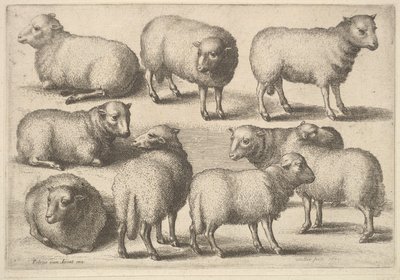 Nove pecore da Wenceslaus Hollar