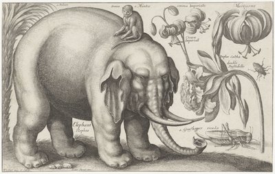 Elefante, scimmia, fiori e insetti da Wenceslaus Hollar