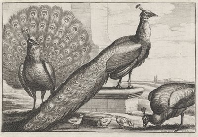 Pavoni da Wenceslaus Hollar