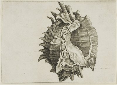 Murice a bocca rosa (phyllonotus erythrostomus) da Wenceslaus Hollar