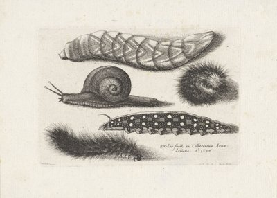Bruchi e una lumaca (Insetti) da Wenceslaus Hollar