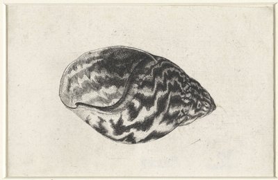 Conchiglia, achatina achatina da Wenceslaus Hollar
