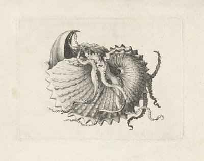 Conchiglia, argonauta nodosa da Wenceslaus Hollar