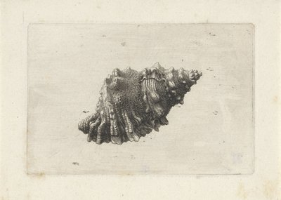 Schelp, bursa rubeta da Wenceslaus Hollar