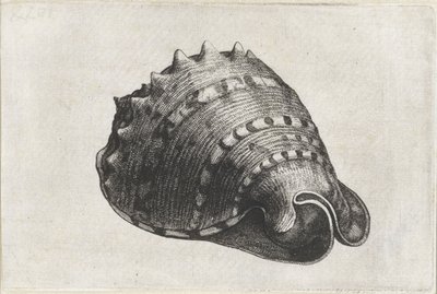 Conchiglia, cassis cornuta (conchiglie) da Wenceslaus Hollar