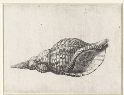 Schelp, charonia tritonis Schelpen (titolo della serie) da Wenceslaus Hollar