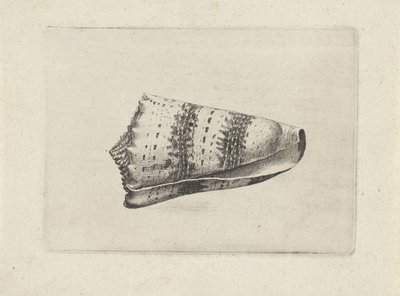 Conus imperialis da Wenceslaus Hollar