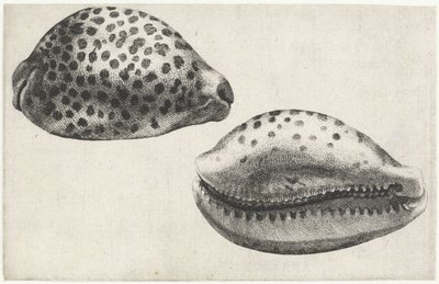Conchiglia, cypraea tigris da Wenceslaus Hollar