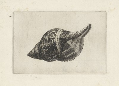 Conchiglia, fasciolaria tulipa da Wenceslaus Hollar