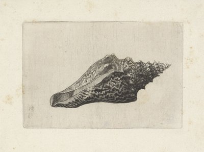 Conchiglia, hemifusus ternatanus da Wenceslaus Hollar