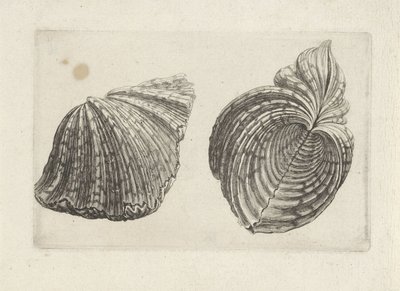 Schelp, hippopus hippopus da Wenceslaus Hollar