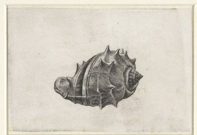 Conchiglia, melongena melongena da Wenceslaus Hollar