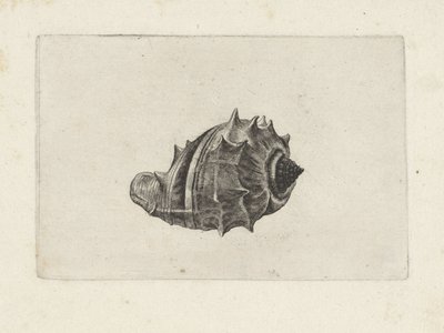 Conchiglia, melongena melongena da Wenceslaus Hollar