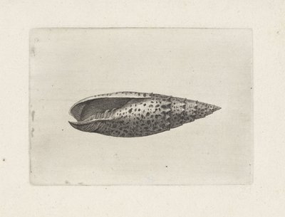 Mitra papalis da Wenceslaus Hollar