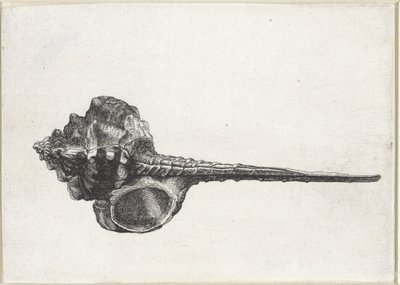 Conchiglia, murex haustellum da Wenceslaus Hollar