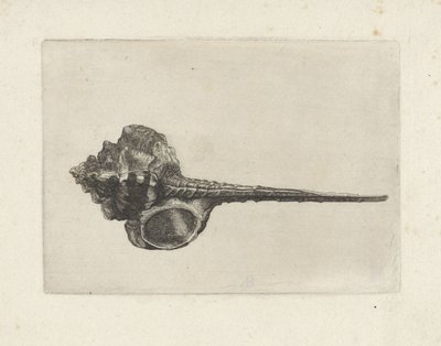 Conchiglia, murex haustellum da Wenceslaus Hollar