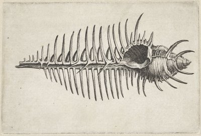 Conchiglia, murex pecten da Wenceslaus Hollar