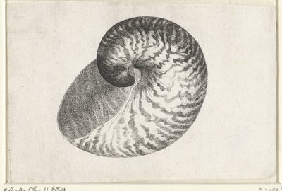 Schelp, nautilus pompilius da Wenceslaus Hollar